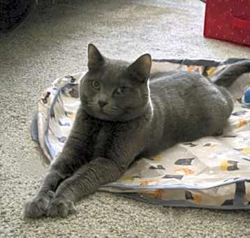 Photo of Misty
