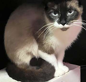 Photo of Skye