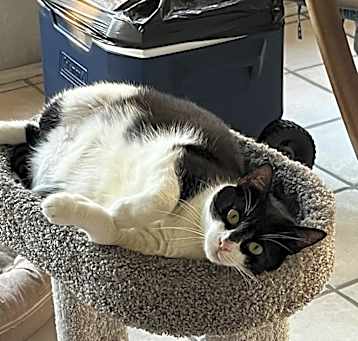 Photo of Tuna