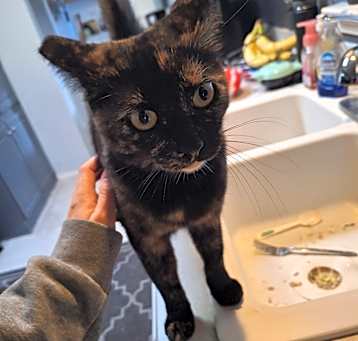 Photo of Luna