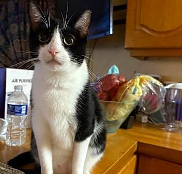 Photo of Cato