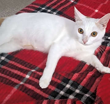 Photo of Turkish Van