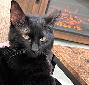 Photo of Salem (25-213)