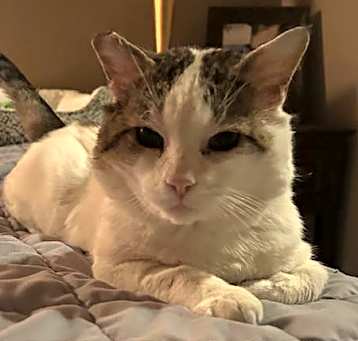 Photo of Samson