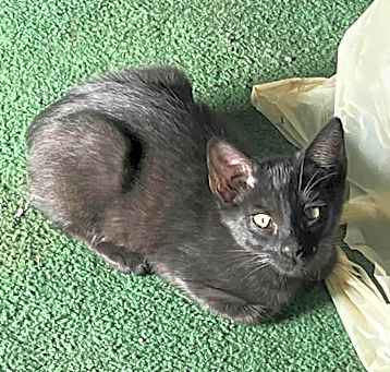 Photo of Hudson