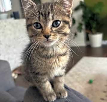 Photo of Lavi