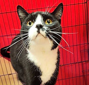 Photo of Cat Cat