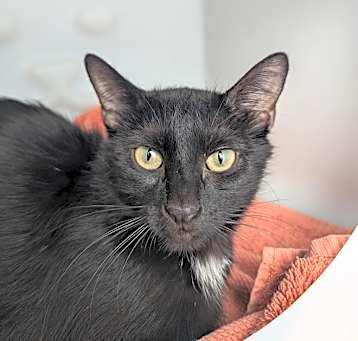 Photo of Dot