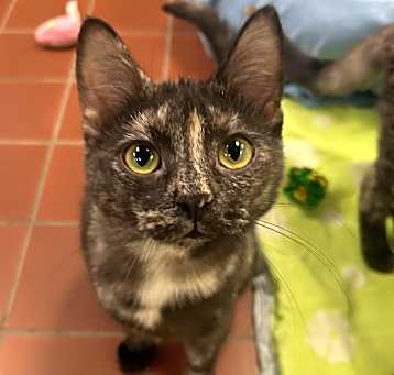 Photo of Maple