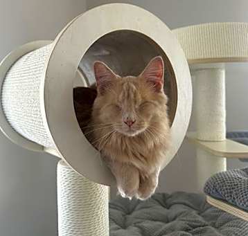 Photo of Odin
