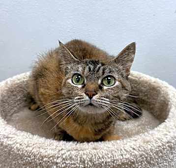 Photo of Astra
