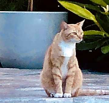 Photo of GINGER