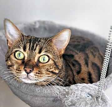 Photo of Rajah