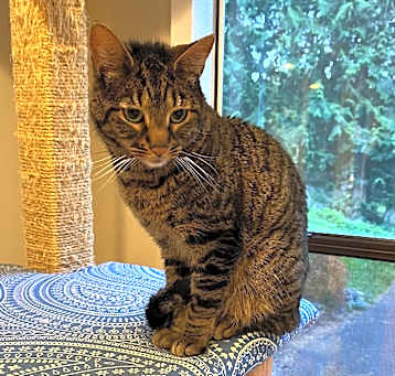 Photo of Mochi