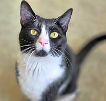 Photo of Biscuit