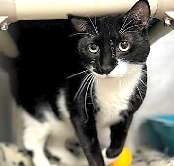 Photo of Oreo