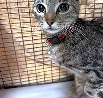 Photo of GATINA