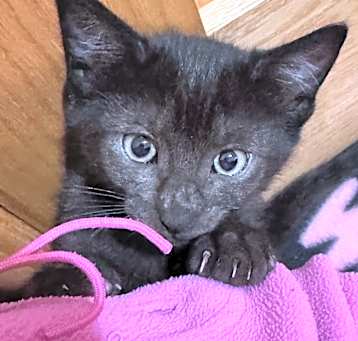 Photo of Noi (bonded with Saba)