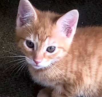 Photo of Sam