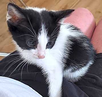 Photo of Jazzie
