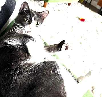 Photo of Izzy