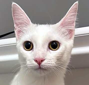 Photo of Pearl