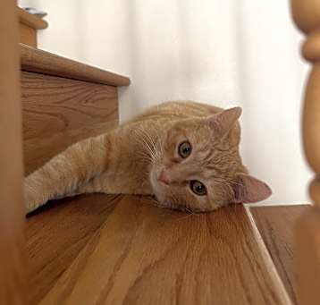 Photo of Chili