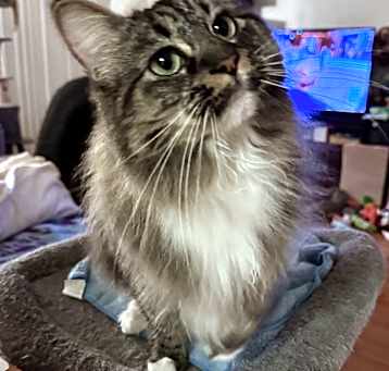 Photo of HAZEL