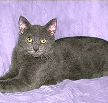 Photo of Juno