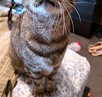 Photo of Pearl