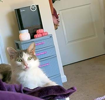 Photo of Gypsy-Ann