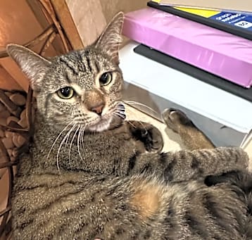 Photo of Rigby