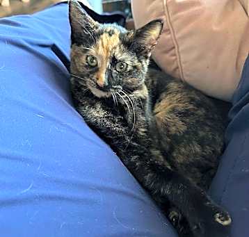 Photo of Cali