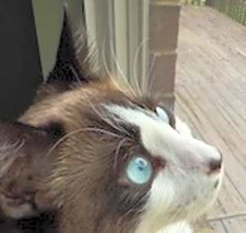 Photo of Bullwinkle