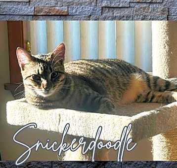 Photo of Snickerdoodles (w/Moonpie)