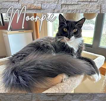 Photo of Moonpie (w/Snickerdoodles)