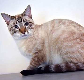 Photo of Goose