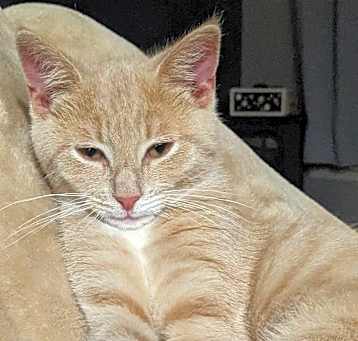 Photo of Cinnamon