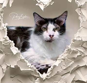 Photo of Loki