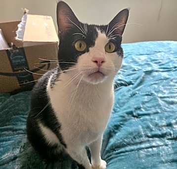 Photo of Sable