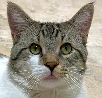 Photo of Sampson