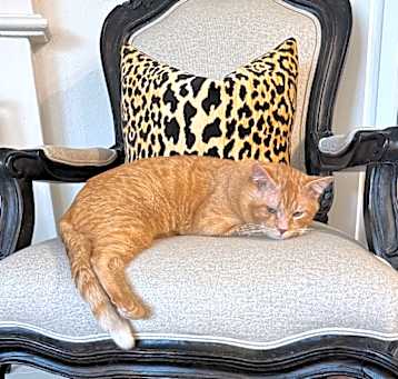 Photo of Henry