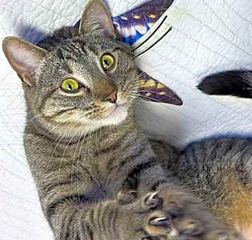 Photo of Silvy