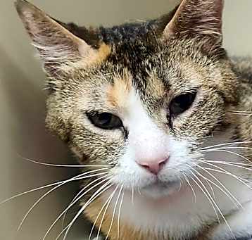 Photo of Purrcilla