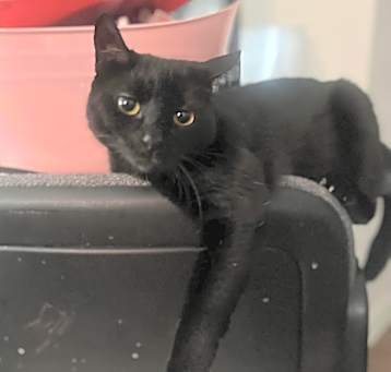 Photo of Roxie