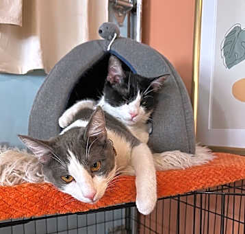 Photo of Jax and Shorty