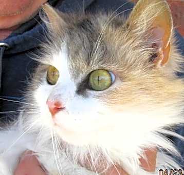 Photo of Carmen