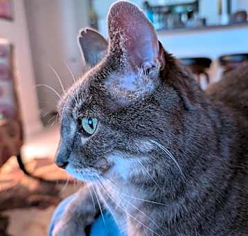 Photo of Zippes ("zips")