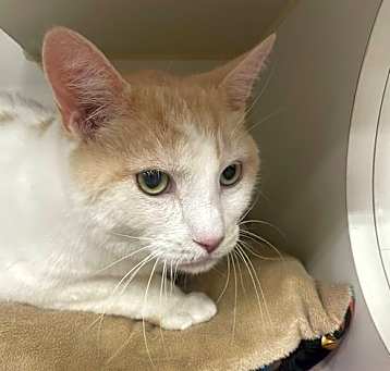 Photo of Cotton