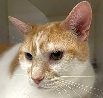 Photo of Nelson